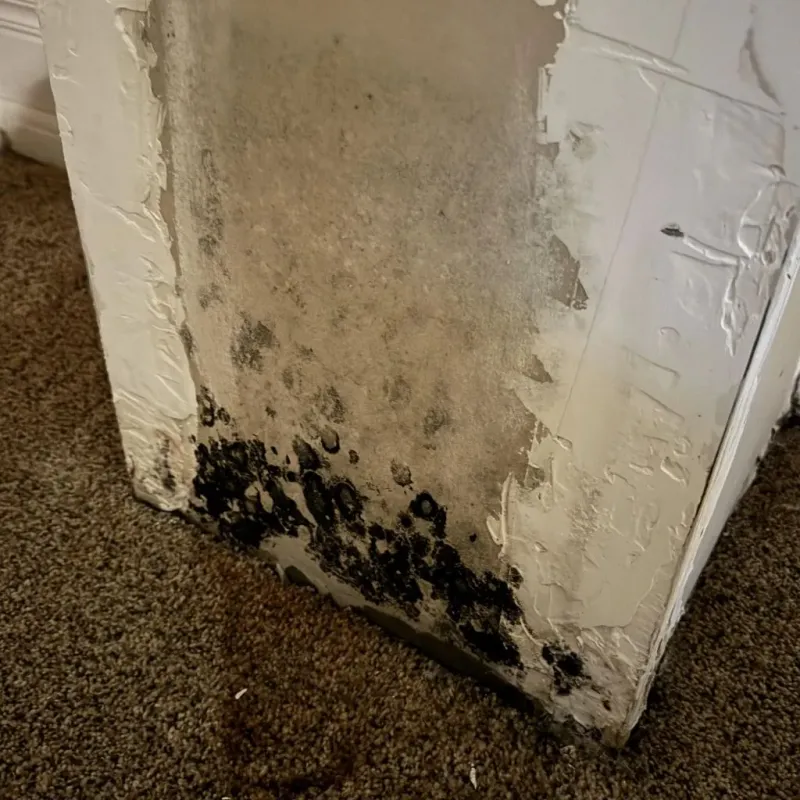 Professional Mold Removal in Pineville, NC